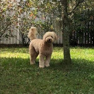 Meet your Posher, Phoebe